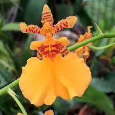 Oncidium Gower Ramsey 'Orange Delight' Orchid Starter Plant | Vibrant Orange Flowers | Potted 2-Inch Live Orchid