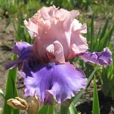 Bearded Iris Florentine Silk Starter Plant - Pink, Lavender, Purple Blooms, Fragrant, Deer-Resistant, Iris germanica 'Florentine Silk'