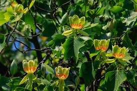 Tulip Poplar Tree Cuttings - 7 Live 12" Cuttings, Fast-Growing, Yellow Flowers, Liriodendron tulipifera, USDA Zones 4-9