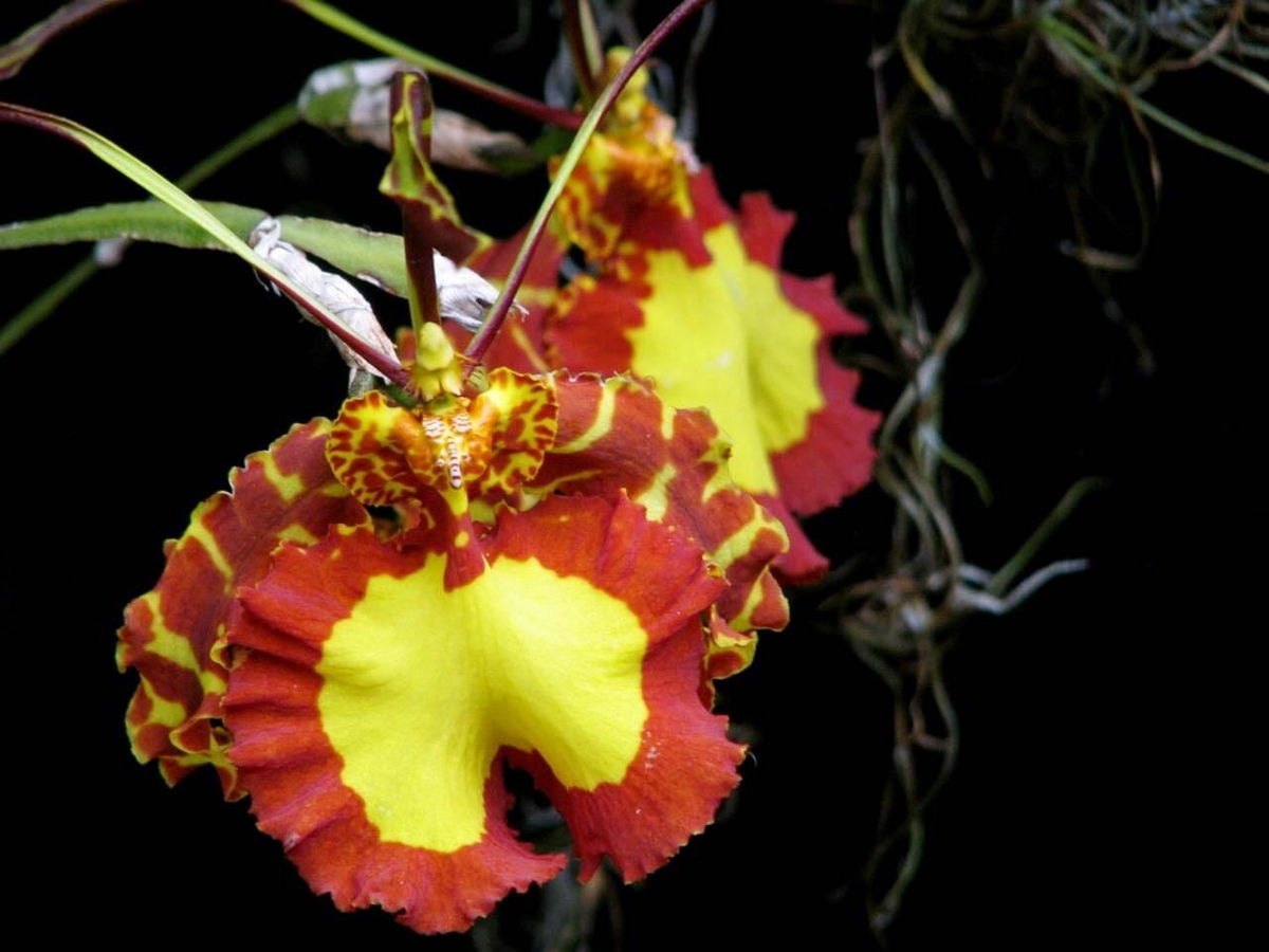 Psychopsis Mendenhall 'Hildos' FCC/AOS Orchid | 2" Pot Red/Yellow Cattleya | Tropical Indoor/Outdoor Plant