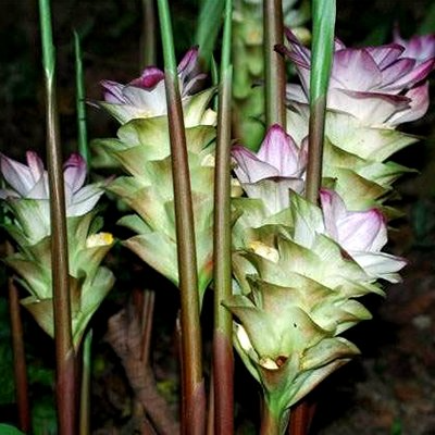 Rare White Turmeric Live Plant 5"-10" Curcuma Zedoaria Flowering Ginger Root USA Seller