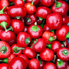 3 Cherry Hot Red Pepper Starter Plants - Capsicum annuum - Spicy & Sweet Chili - High Yield for Gardens & Containers