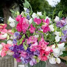 Bouquet Mixture Sweet Pea Seeds - 50+ Colorful Blooms - Compact Flowering Vines - Lathyrus odoratus - Garden Planting