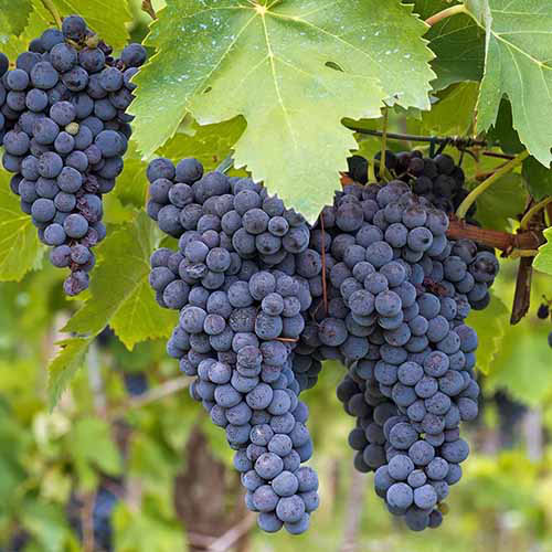 Organic Concord Grape Cuttings - 12+ Hardy Perennial Vine for Rooting - Vitis labrusca - Perfect for Jam and Juice