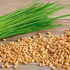 Cat Grass Seeds - Heirloom Non-GMO Fast-Growing Pet Grass for Cats - Agropyron cristatum - USDA Zones 3-9