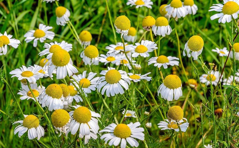 500 Seeds Herb Roman Chamomile, Heirloom Non-GMO, Aromatic Perennial, Matricaria recutita for Tea and Garden Use