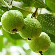 Guava Pear Tree 12"-24" Live Starter Plant - Sweet Fruit, Psidium guajava, Tropical Evergreen, Ideal for Home Gardens