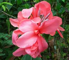 Canna Lily Bulb 1 Count - Pink Magic Dwarf Tropical Plant, Fast-Growing Deep Pink Blooms, Canna indica, USDA Zones 8-11