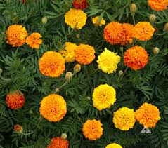 500mg Marigold Seeds | Compact French Marigolds | Vibrant Orange, Yellow, Red Blooms | Tagetes patula