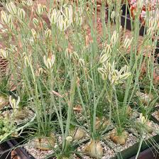 Albuca humilis Bulbs | 5 Bare Root Live Plant Bulbs | Unique Succulent with Green-White Flowers | Drought-Tolerant, Low-Maintenance