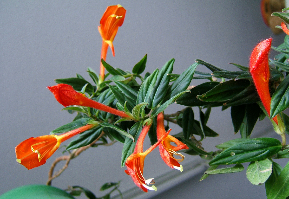 Goldfish Plant 2-Inch Potted Starter | Columnea Broget Stavanger | Red Flowers | Easy Care Indoor Plant