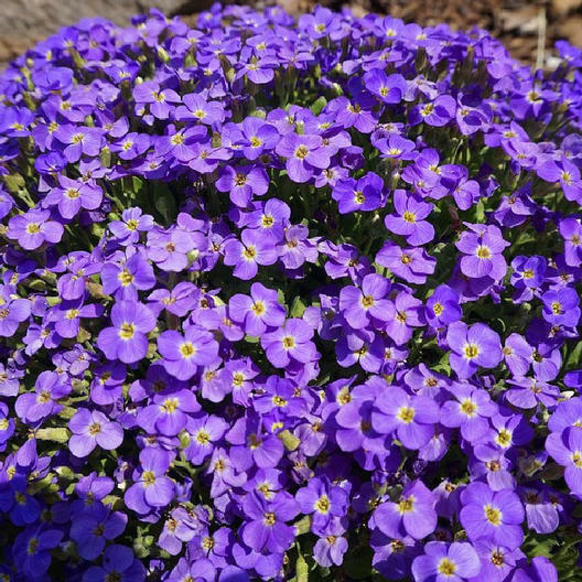 500 Seeds Aubrieta Whitewell Gem, Purple Rock Cress Groundcover Perennial, Non-GMO, Vibrant Purple Blooms, Pollinator-Friendly