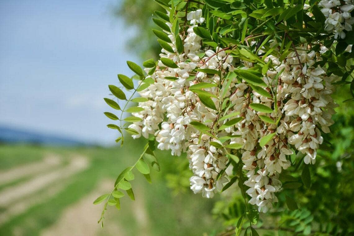 Flowering Black Locust Tree 2-3 ft Live Bare Root Plant Robinia pseudoacacia - Fragrant White/Pink Flowers, Pollinator Friendly