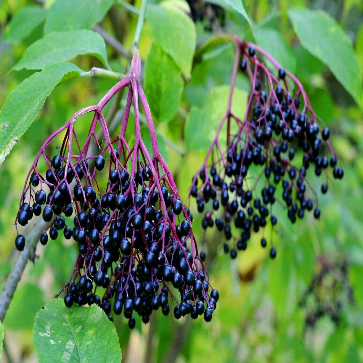 10 Unrooted Elderberry Cuttings - Sambucus Canadensis - American Elderberry for Home Garden Berries and Health