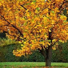 Tulip Poplar Tree Seedling | Live Liriodendron Tulipifera | Deciduous Hardwood for Planting | Shade Tree
