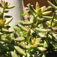 Sedum adolphi ‘Golden Glow’ Succulent Cuttings | 3 Live Rooted Plants | Yellow-Green Foliage | Easy Care & Drought-Tolerant
