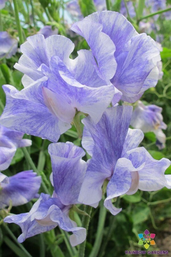 50+ Susan Thomas Sweet Pea Seeds – Fragrant Deep Pink Blooms for Garden Planting, Climbing Vines for Trellises & Bouquets – USA