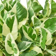 N'Joy Pothos Starter Plant 2-3 Leaves Variegated Indoor Vine Epipremnum aureum ‘N’Joy’ Low Maintenance Houseplant