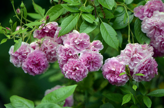 Live Heirloom 7 Sisters Pink Rose Bush | Bare Root Starter Plants | Climbing Multiflora Rambler | Rosa multiflora