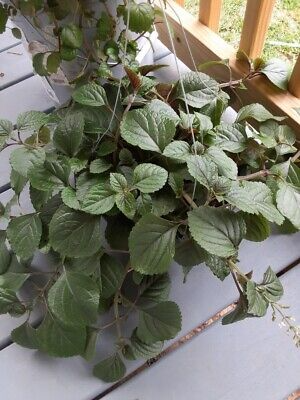 Purple Swedish Ivy Cuttings (4) - Millionaria, Easy Care Indoor Plant - 4-6" Purple Foliage - Perfect for Shade and Porches