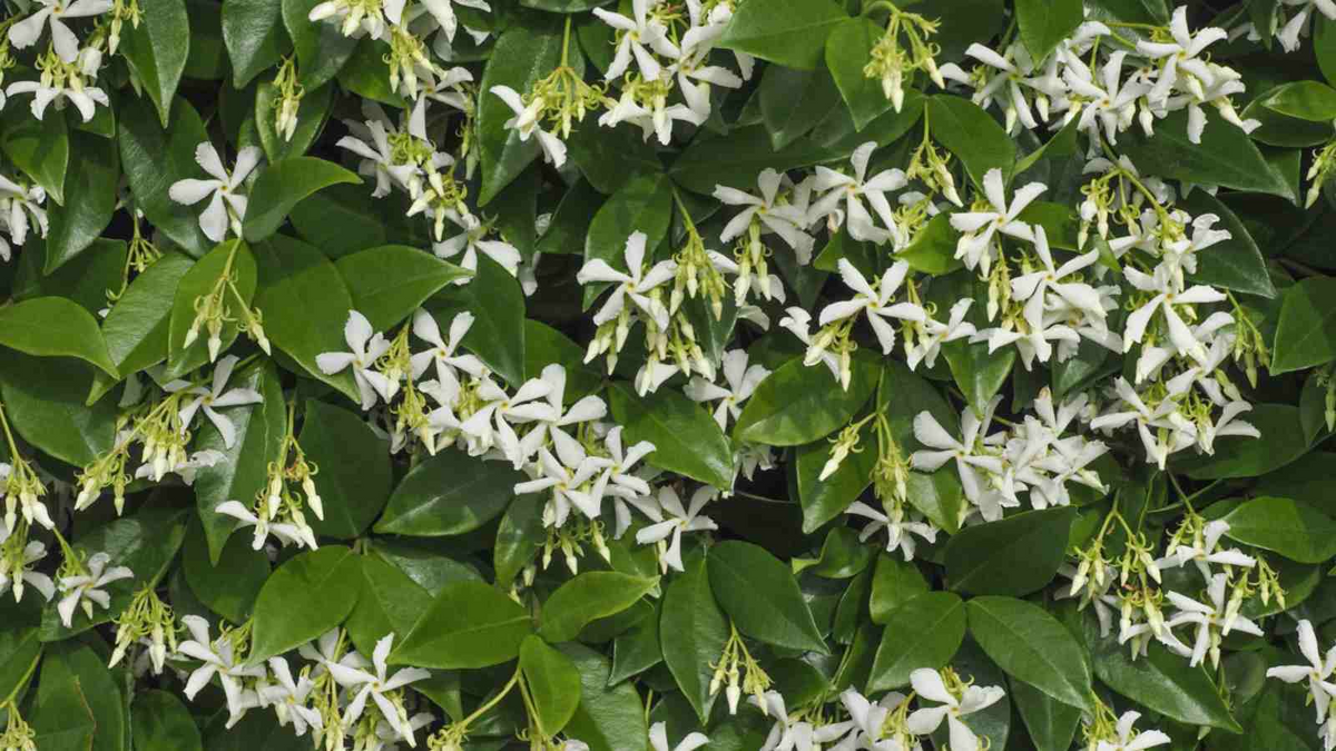Star Jasmine Cuttings - 7 Live 6" Unrooted Cuttings, Fast-Growing Fragrant White Blooms, Trachelospermum jasminoides