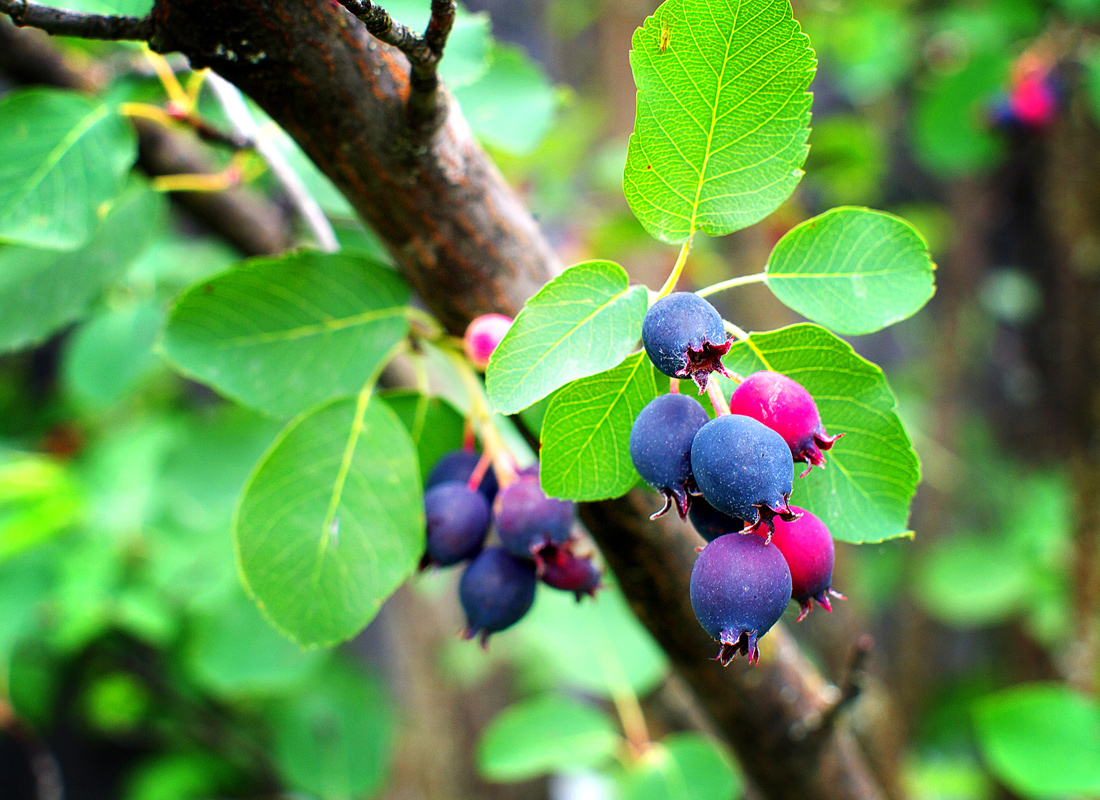 Saskatoon Serviceberry Tree 1-2 ft Bare Root Amelanchier alnifolia Disease Resistant Hardy Zones 2-9