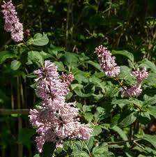Late Lilac Bush 12"-18" Live Bare Root Plant - Syringa villosa - Hardy Fragrant Pinkish-Lavender Flowers for Zones 3-7