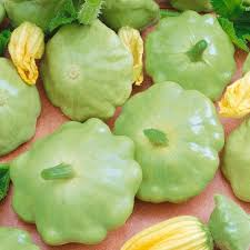 Bennings Green Tint Scallop Squash Seeds - Heirloom Cucurbita pepo, 2-3 Inch Deer Resistant, Non-GMO, USDA Zones 3-10