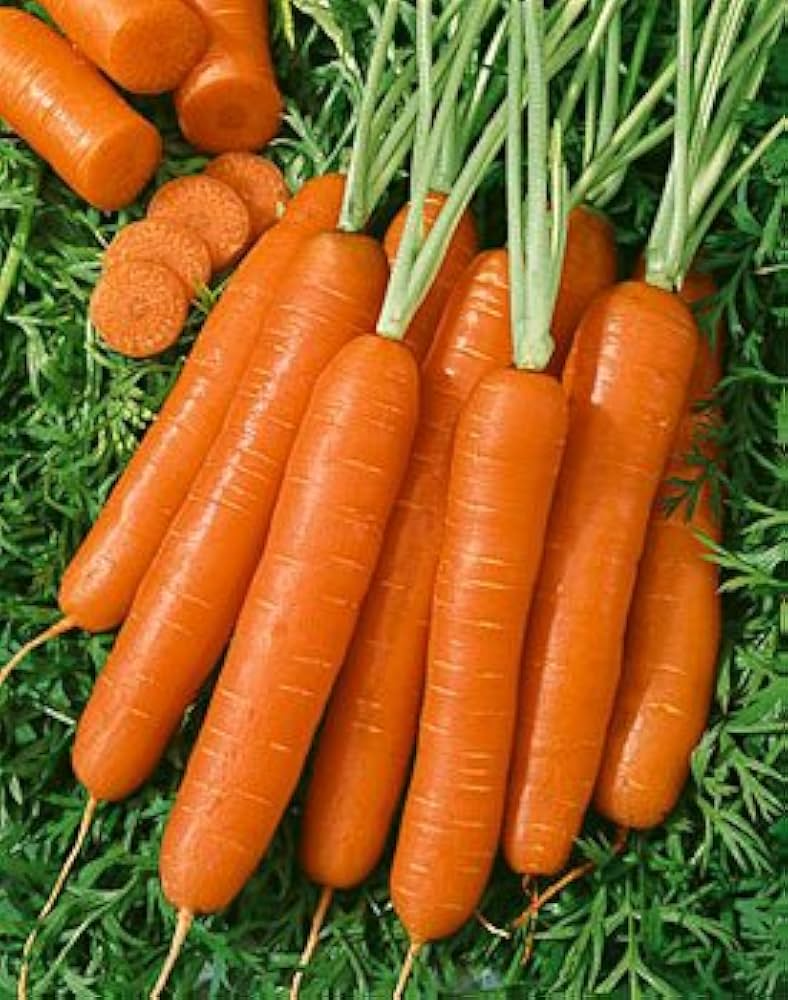 300 Seeds Carrot Scarlet Nantes, Sweet Crisp Heirloom (Daucus carota), Bright Orange, Perfect for Home Gardens
