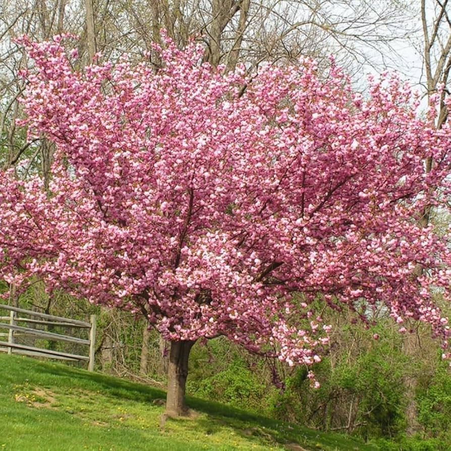 Kwanzan Cherry Blossom Starter Plant 8-10” | Prunus serrulata | Japanese Ornamental Tree | Double Pink Spring Blooms