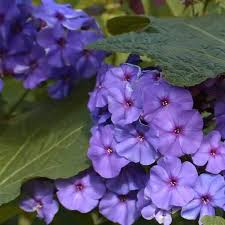 100 Phlox Beauty Blue Dwarf Seeds, Rare Blue Blooms, Pollinator Attractor, Non-GMO, Compact Perennial for Garden, Blue Phlox Flowers