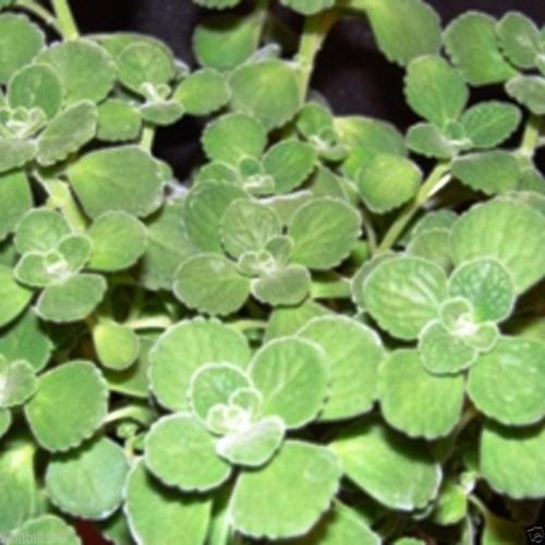 10 Unrooted Cuttings Broadleaf Thyme Spanish Oregano Coleus amboinicus Aromatic Herb Easy Grow Starter Plant