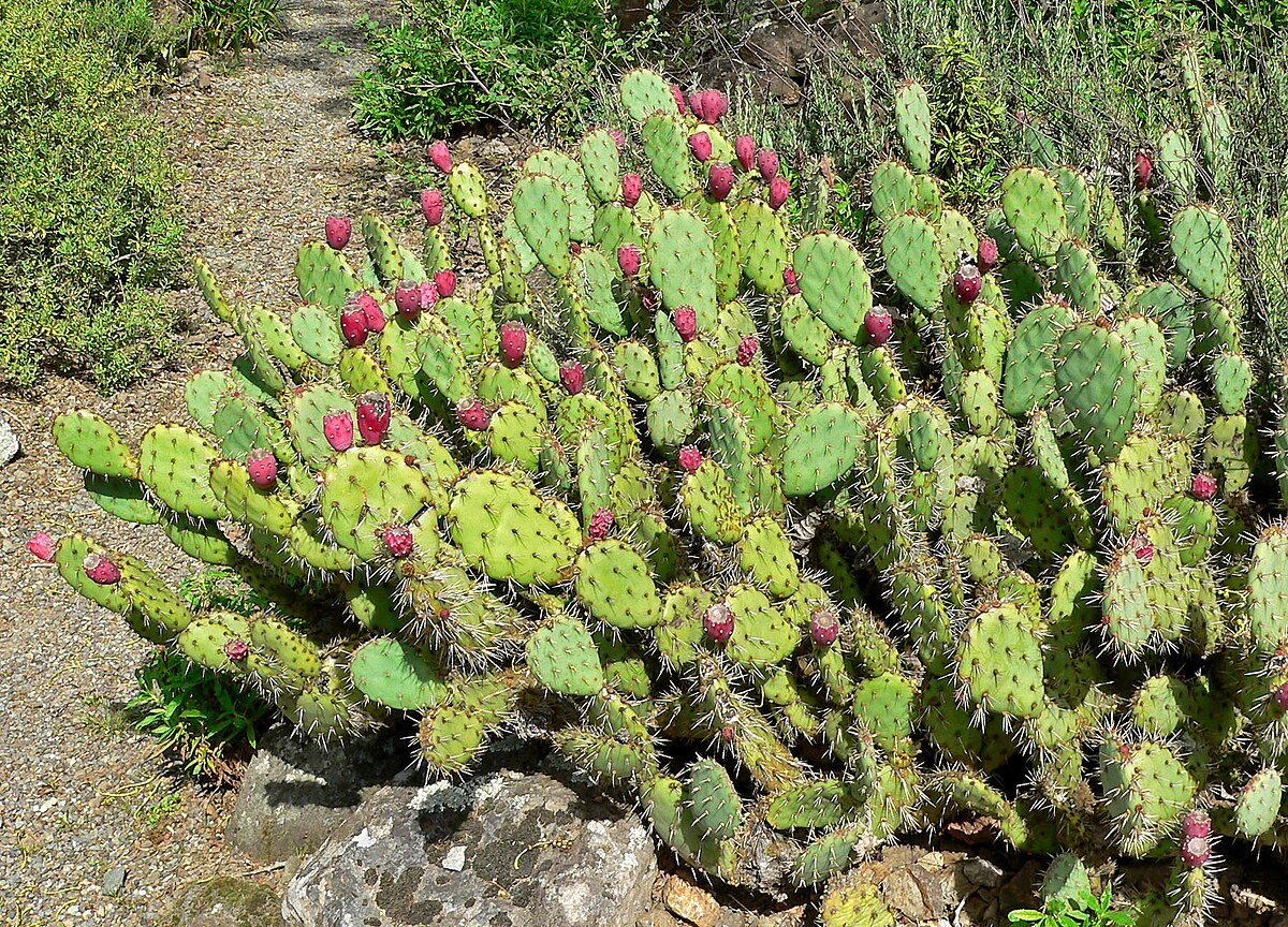Prickly Pear Cactus Cuttings 1 Unrooted Opuntia Edible Fruit Orange Pink Yellow Blooms Hardy Desert Plant for Gardens