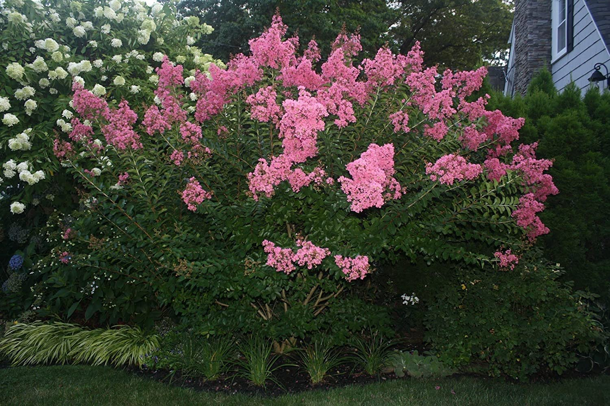 Dark Pink Crepe Myrtle Cuttings - 7 Live 6" Cuttings, Fast-Growing Flowering Tree, Lagerstroemia indica, USDA Zones 7-10