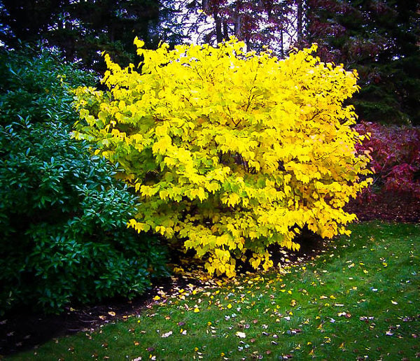 2 Bare Root Spicebush Plants, Wildlife-Friendly Shrubs, Fragrant Lindera Benzoin, Zones 4-9, Attracts Birds & Butterflies