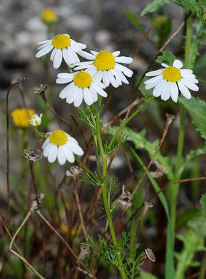 200 German Chamomile Herb Seeds – Matricaria chamomilla – Heirloom, Pollinator-Friendly, Easy to Grow