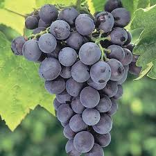 Everest Grape Cuttings - 4 Healthy Dormant Cuttings (2-3 Nodes) for Grafting or Rooting, Vitis vinifera ‘Everest’, Seedless Blue Berries