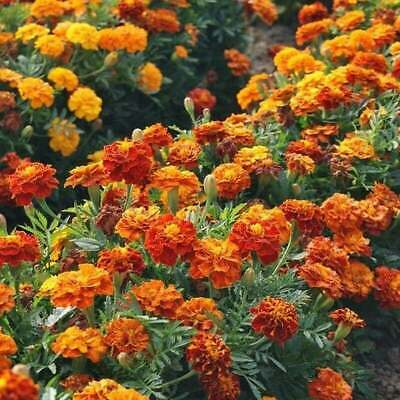 Sparky Mix Marigold Seeds | Non-GMO | Orange, Yellow, Red Blooms | Tagetes erecta | Pest Repellent, Drought Resistant, Easy to Grow