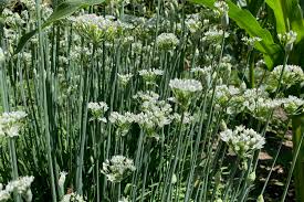Flowering Chinese Leek Seeds 250mg - Allium tuberosum, Non-GMO Heirloom, Edible Greens, Hardy Perennial, Garlic Chive Alternative