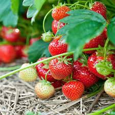 Quinault Ever Bearing Strawberry Plants - 25 Bare-Root High-Yield Strawberries (Fragaria × ananassa) for Continuous Harvest