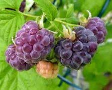 10 Bare Root Starter Plants Black Raspberry Mysore Rubus Niveus Perennial, High-Yield Fruit for Edible Gardens, USDA Zones 6-10