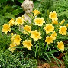 5 Bare Root Stella D'Oro Daylily Plants, Cold Hardy Perennial, Everblooming Bright Gold Flowers, Hemerocallis 'Stella D'Oro'