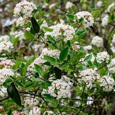Arrowwood Viburnum Bush - Live Bare Root Plant, Edible Fruit, White Flowers, Viburnum Dentatum, Full Sun, Fast-Growing