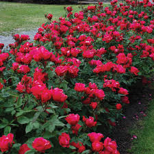 Knock Out Red Rose Bush Cuttings - 6" Unrooted Live Plant, Rosa 'Radrazz', Fast-Growing Flowering Shrub for Outdoor Gardens