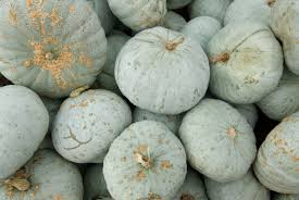 Blue Hubbard Squash Seeds | Heirloom Winter Squash | Non-GMO | Sweet Orange Flesh | Cucurbita maxima | Deer-Resistant