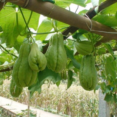 Sprouted Chayote Squash Live Plants - 3 Healthy Mirliton Vines - Fast Growing Edible Squash - Sechium edule