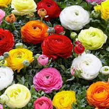 Ranunculus Bulbs - 10 Appleblossom Mix - Pink, Red, White Flowers - Ranunculus asiaticus - Fast-Growing, Drought-Resistant