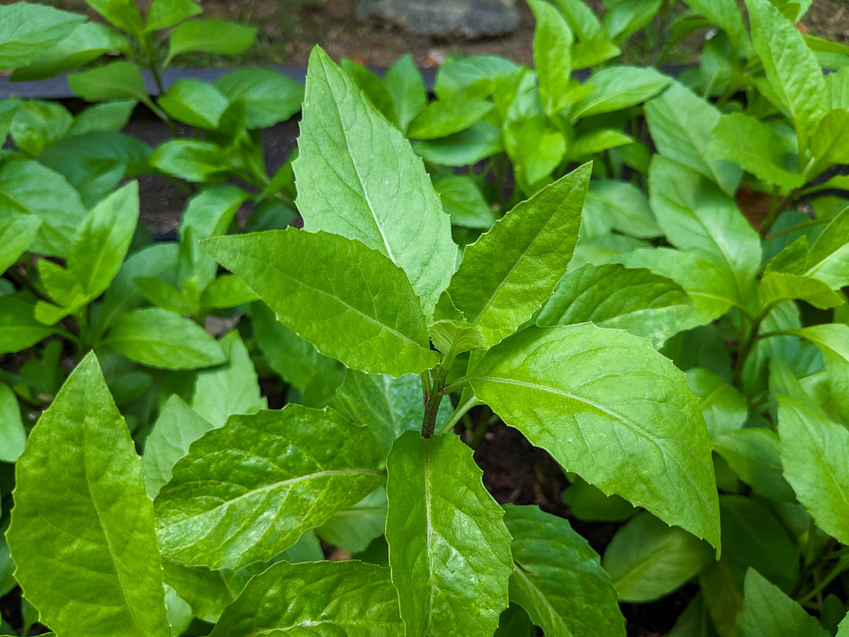 8 Fresh Cuttings Gynura Procumbens Longevity Spinach Edible Perennial Nutritious Superfood Easy to Grow Organic Greens