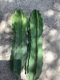 12" Cereus Peruvian Apple Cactus Cutting - Hardy Indoor/Outdoor Plant - Cereus peruvianus - Low Maintenance, Drought-Tolerant