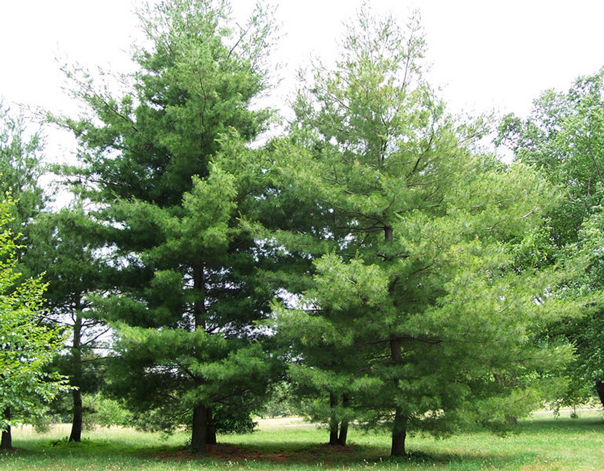 10 Bare Root Pine Tree Seedlings 3"-6" Tall, Fast-Growing Wild Pines for Landscaping, Eco-Friendly Reforestation